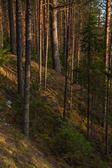 Obraz premium Spring forest at warm sunset.