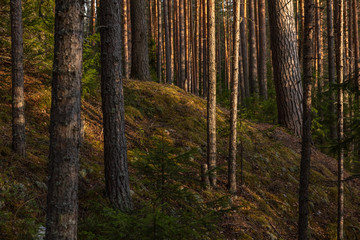 Spring forest at warm sunset.