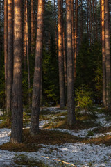 Spring forest at warm sunset.