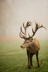 Naklejka na ściany i meble Beautiful image of red deer stag in foggy autumn colorful park image