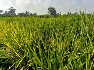 Beautiful view rice field with natural background