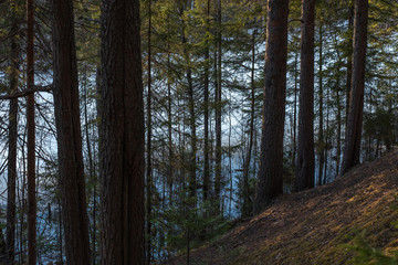 Obraz premium The shore of the forest lake in the spring