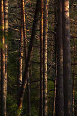Spring forest at warm sunset.