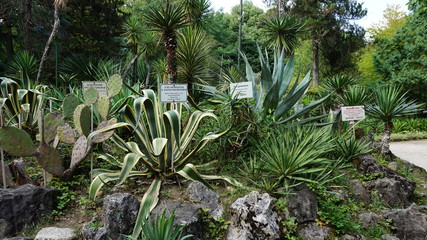 Sukhumi Botanical Garden