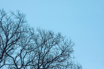 Leafless branches isolated on blue background