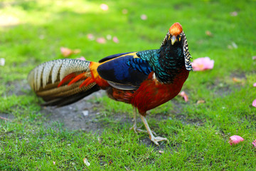 Phasianus beautyful bright bird in Italy