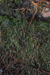 Macrophotography. Moss and lichen.