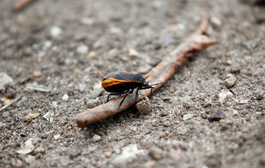 small beetle on the ground