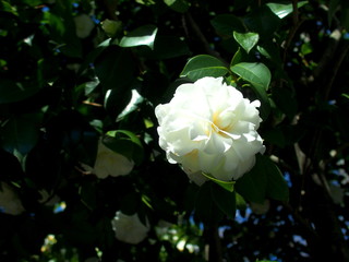 公園の木漏れ日の中の白い椿