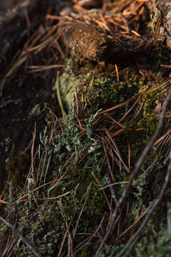 Macrophotography. Moss and lichen.