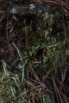 Macrophotography. Moss and lichen.