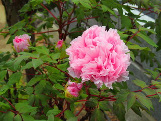 満開のピンクの牡丹