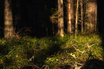 Blueberry bushes without leaves