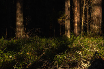 Blueberry bushes without leaves