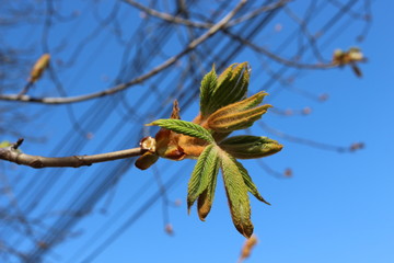 
Young fresh chestnut leaves emerged from buds in spring