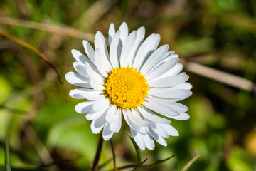 Obraz premium white daisy flower