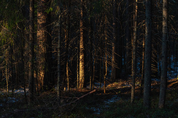 Spring forest at warm sunset.