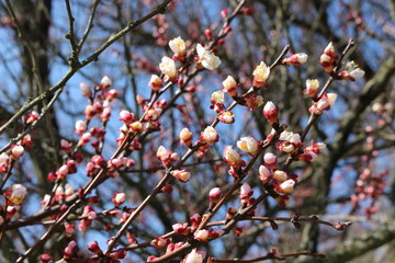 Apricot tree branches strewn with buds and white flowers on a sunny day in early spring