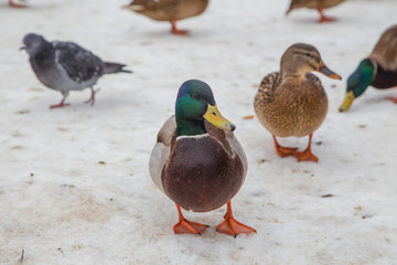 Ducks mallards on the snow