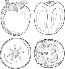 Outline set of Persimmon fruit vector icons for web design isolated on white background