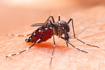 Striped mosquitoes are eating blood on human skin. Mosquitoes are carriers of dengue fever and malaria.Dengue fever is very widespread during the rainy season.