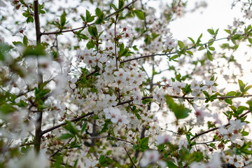 Fototapeta premium There are many white flowers on the cherry tree. Fluffy delicate petals on thin twigs and green leaves. Spring mood and beautiful nature.
