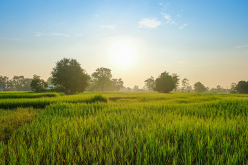 Fototapeta premium foggy natural green rice field in the morning sunrise at Thailand.