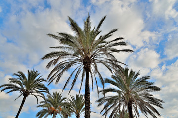 Obraz na płótnie Canvas palmera mirando hacia el cielo con nubes blancas puerto Banús Marbella Andalucía España