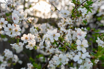 There are many white flowers on the cherry tree. Fluffy delicate petals on thin twigs and green leaves. Spring mood and beautiful nature.