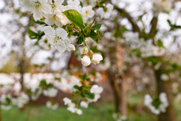 Obraz premium There are many white flowers on the cherry tree. Fluffy delicate petals on thin twigs and green leaves. Spring mood and beautiful nature.