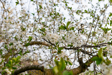 There are many white flowers on the cherry tree. Fluffy delicate petals on thin twigs and green leaves. Spring mood and beautiful nature.