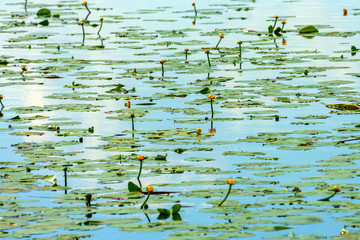 Thickets of nenuphar, Nuphar, on a pond