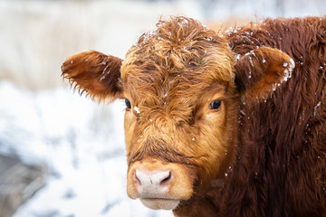 Cold Cow Up Close