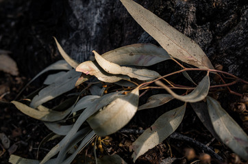 Gum leaves on the ground
