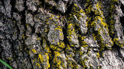 lichen on tree