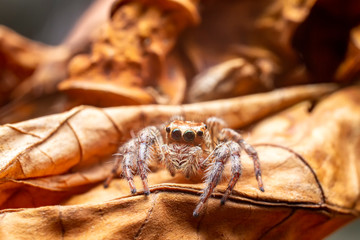Close up of the Jumping spiders on a brown leaf in  the garden. front view of The Salticidae dry leaf with green eyes.