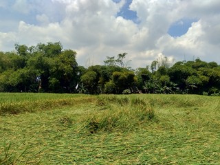 Beautiful view rice field with natural background
