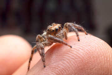 Close up of the Jumping spiders on a fingers in  the garden. front view of The Salticidae on hand with green eyes.