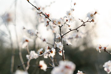 Beautiful floral spring abstract background of nature.Branches of blossoming apricot macro with soft focus on gentle light blue sky background. For easter and spring greeting cards with copy space