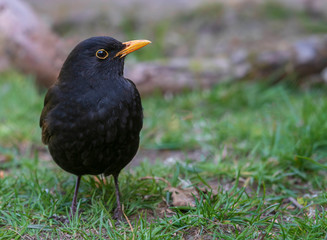 blackbird on the grass