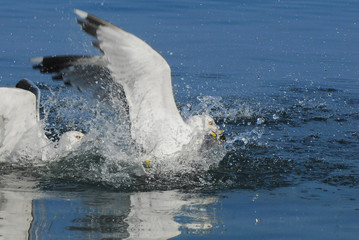 Fototapeta premium Seagulls fishing. Gallipoli, Canakkale / Turkey.