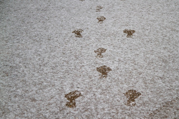 Human footprints on thin snow, through the snow you can see the asphalt. Jumping on snow in winter.