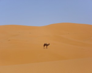 desert wasteland sand dune sahara