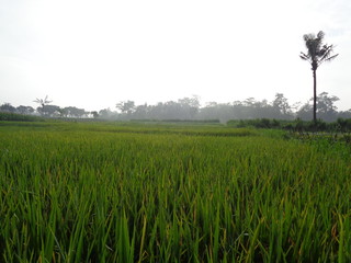 Fototapeta na wymiar Beautiful view rice field with natural background
