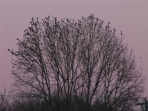 Birds in a tree burst out as if in fright 