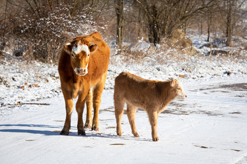 Mother Cow in Snow