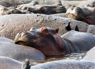 Huge hippo in the Ngorongoro National Park, Tanzania
