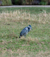 Black-headed Heron (Scientific name: Ardea melanocephala) in the Ngorongoro crater conservancy
