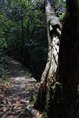 工石山　山道の割れた杉（高知市）