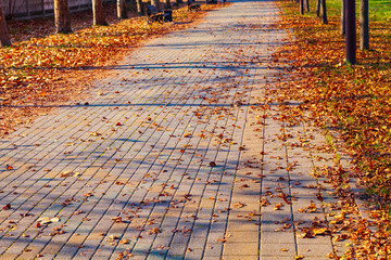 Fallen maple leaves on a walkway in a park.
